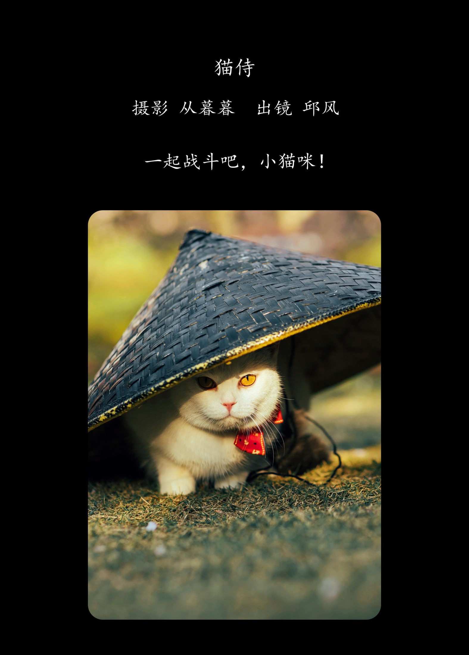 邱风 – 《猫侍》[31P] 插图2