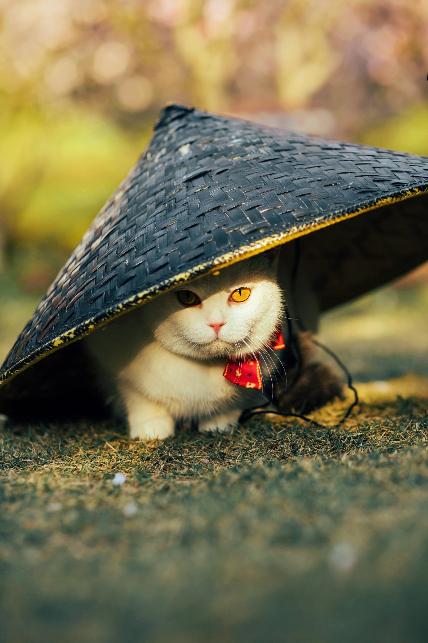 邱风 – 《猫侍》[31P] 插图5