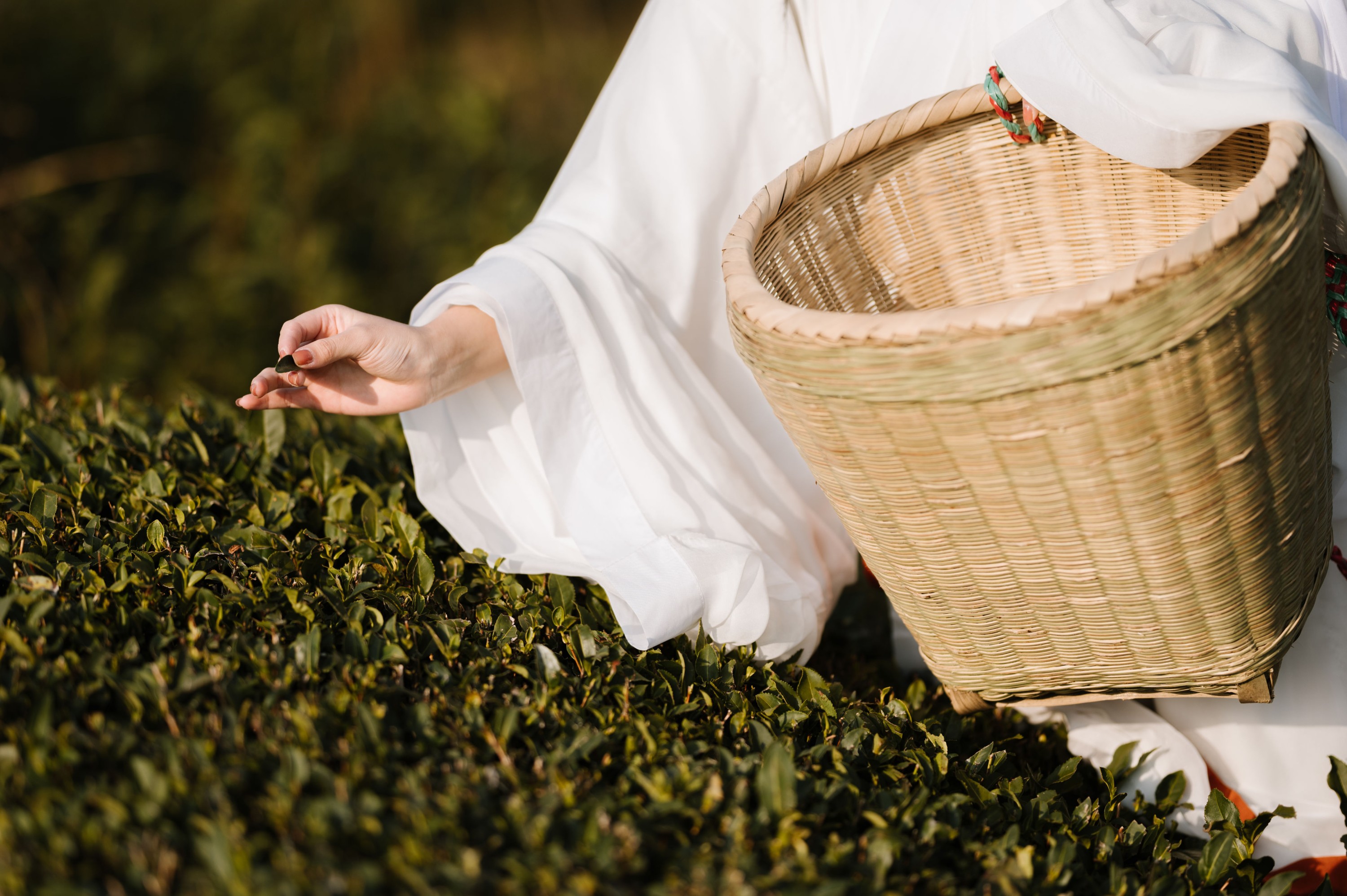 藏茗茗茗茗 – 《采茶》[31P] 插图4