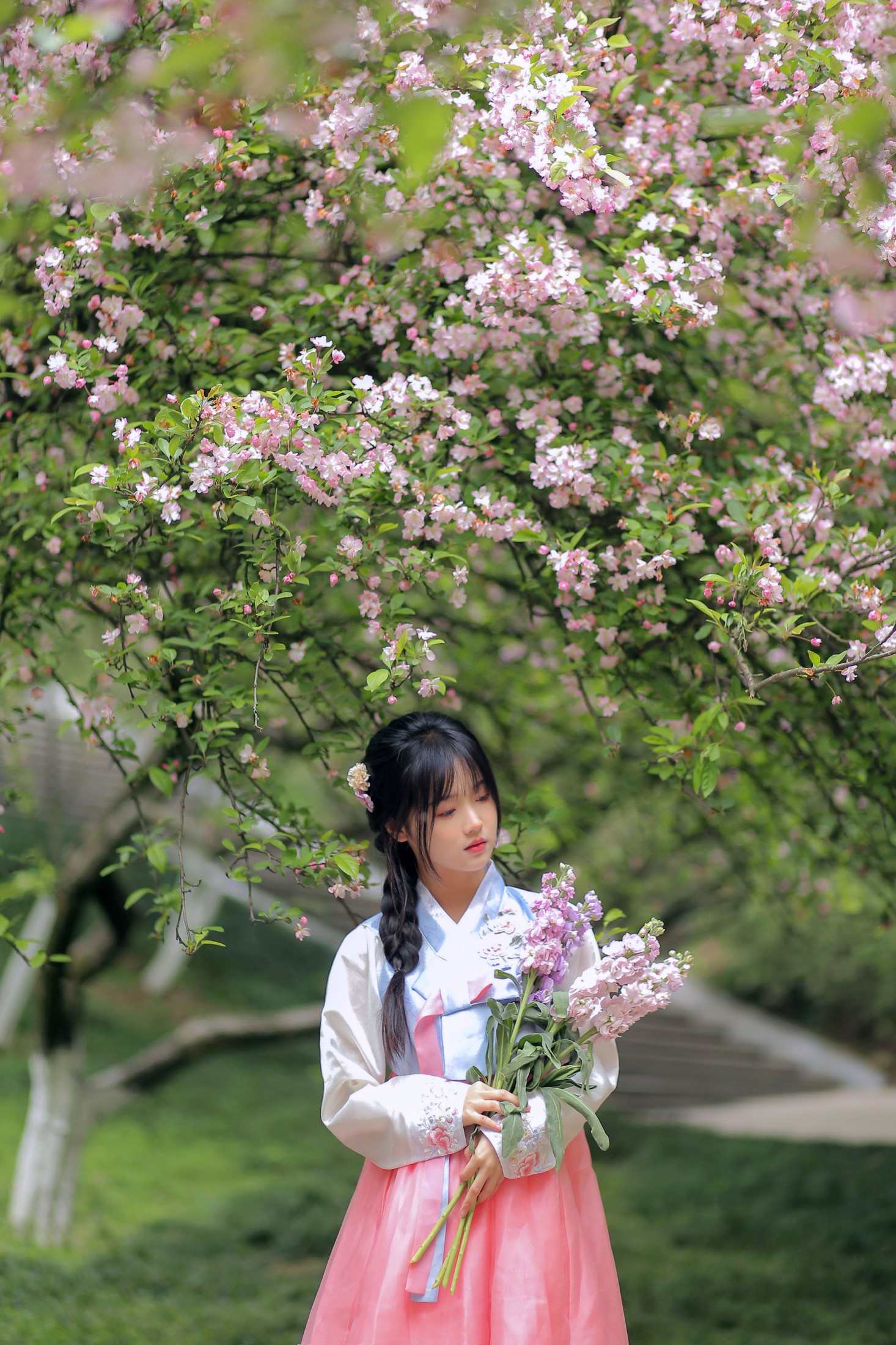 至春禾 – 《春日海棠》[34P] 插图3