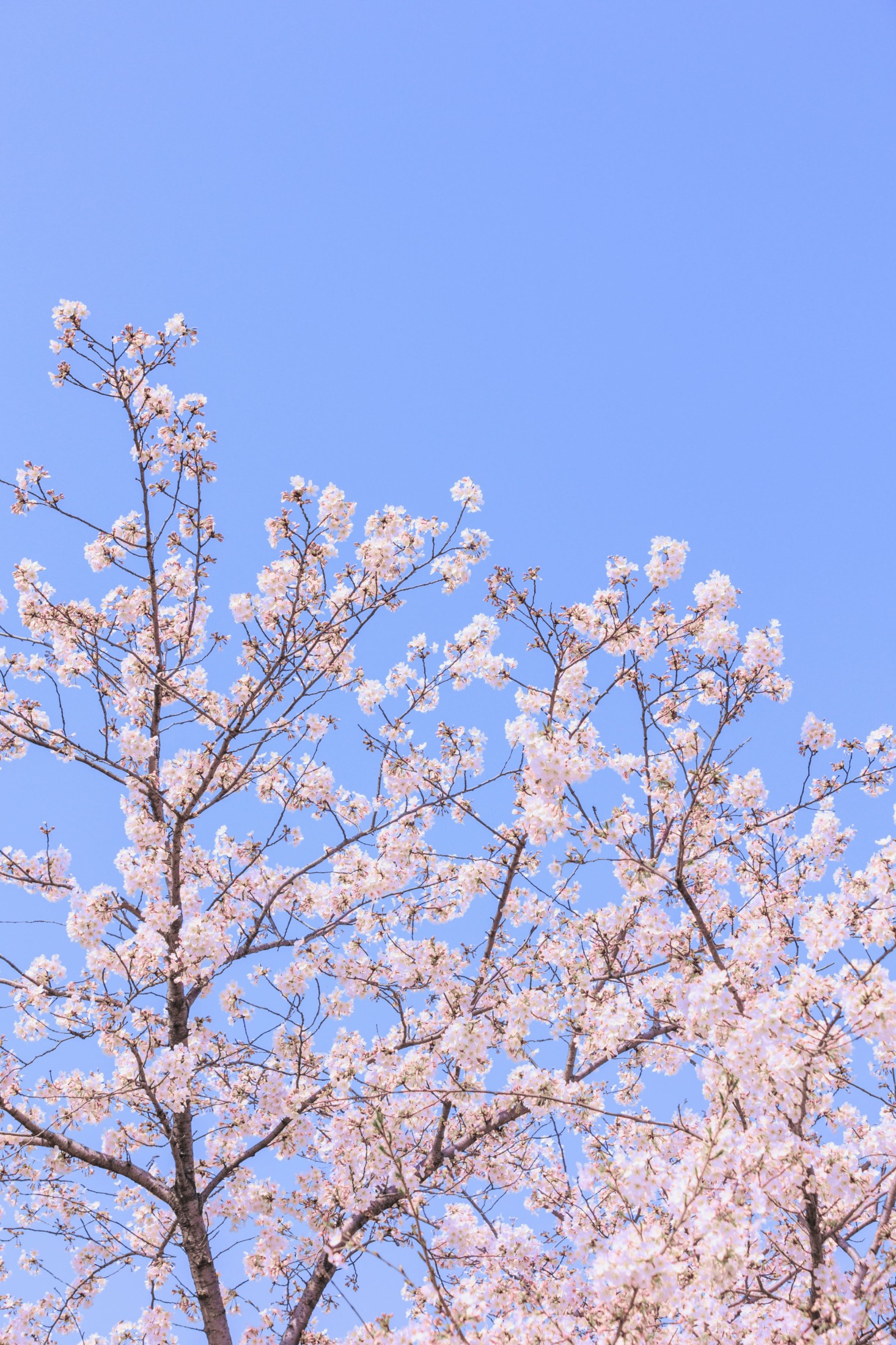  – 《辰山植物园樱花》[27P] 插图1